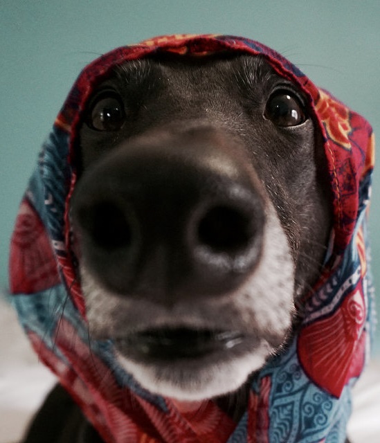 AfD_Hund_Kopftuch_Schleier_Headscarf_Burka_Niqa_Alternative_fuer_Deutschland_Verschleierung_Vermummung_Kritisches_Netzwerk_Vollvermummung_Gesichtsverschleierung_Islam_Islamismus