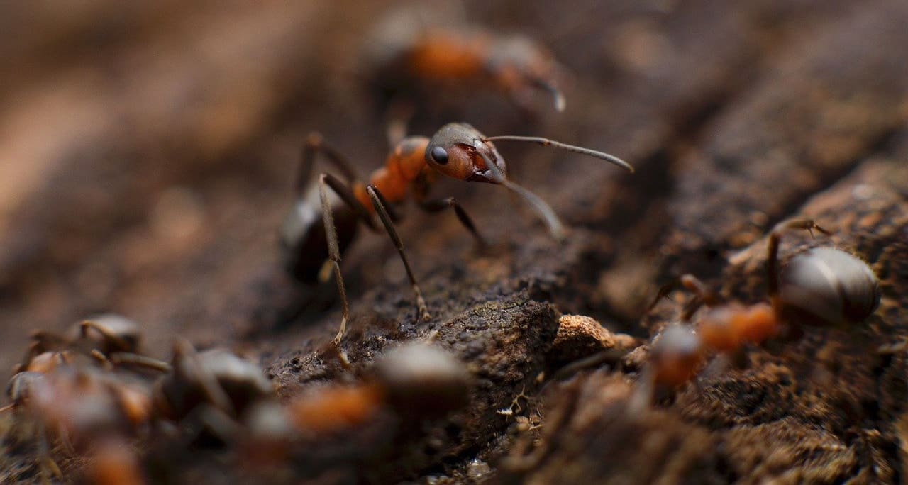 Ameisen-Ameisenhaufen-Ameisenstaat-Ameisenvolk-Fleiss-Arbeit-Tugend-Arbeitsmoral-Emsigkeit-Arbeitsteilung-Kritisches-Netzwerk-Gemeinschaftssinn-Selbstlosigkeit