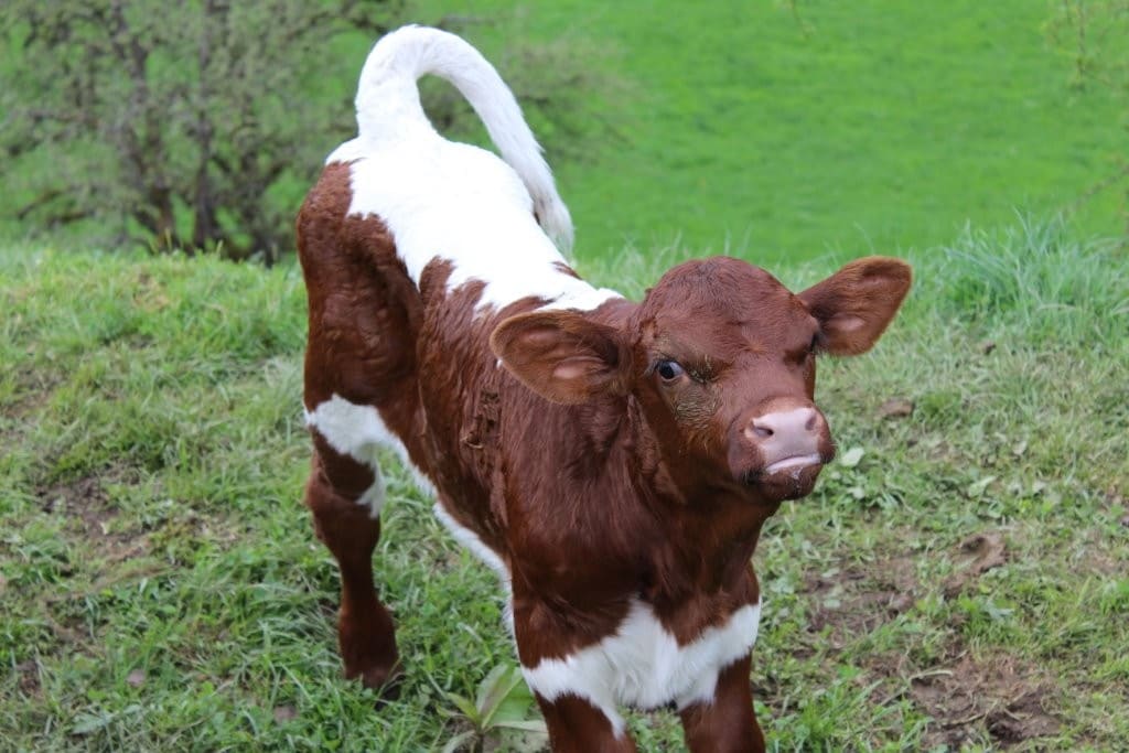 Artgerechte_Tierhaltung_Tierhaltungsbetriebe_Nutztierhaltung_Rinderhaltung_Weiloisirgendwiazamhaengd_Kritisches_Netzwerk_baeuerliche_Landwirtschaft_Gertraud_Angerpointner_Planthaler