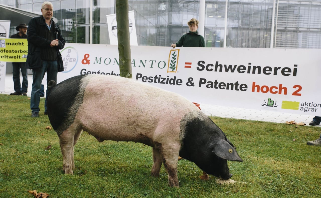 Bayer-Gentechnik-CropScience-Monsanto-BAYSANTO-Glyphosat-Kritisches-Netzwerk-Roundup-Totalherbizid-Krebserkrankungen-Krebserreger-Pestizide-Fleischverbrauch