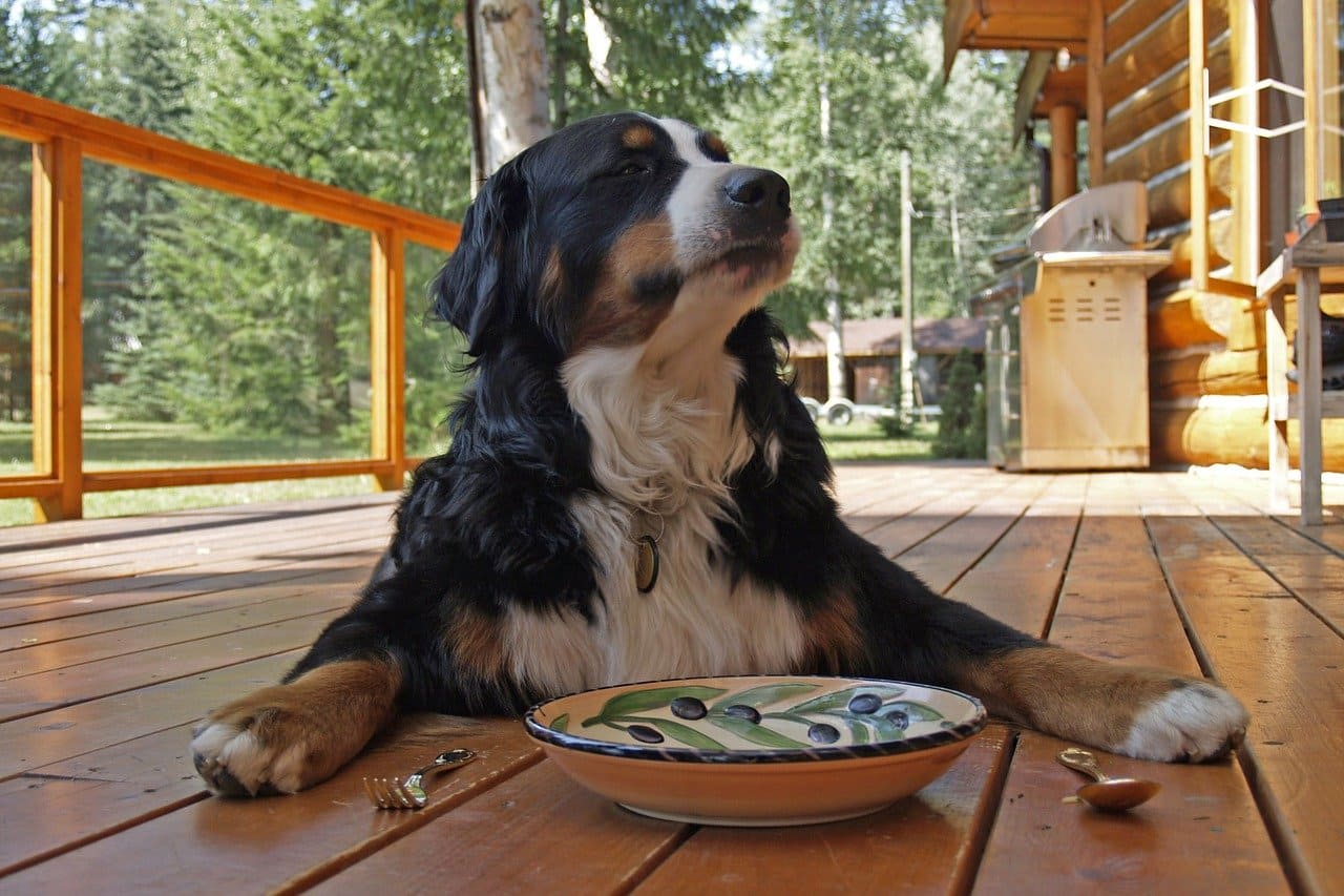 Berner-Sennenhund-Bernhardiner-Tierquaelerei-Traumata-Traumatisierung-Gassigehen-Verhaltensauffaelligkeiten-Maulkorb-Maulkorbzwang-Kritisches-Netzwerk
