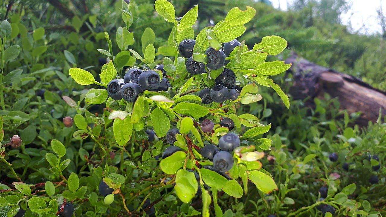 Blaubeeren_Heidelbeeren_Blaubeerbuesche_Heidelbeerbuesche_Heidelbeeren_Heubeere_Waldbeere_Kulturheidelbeeren_Schwarzbeeren_Kritisches-Netzwerk