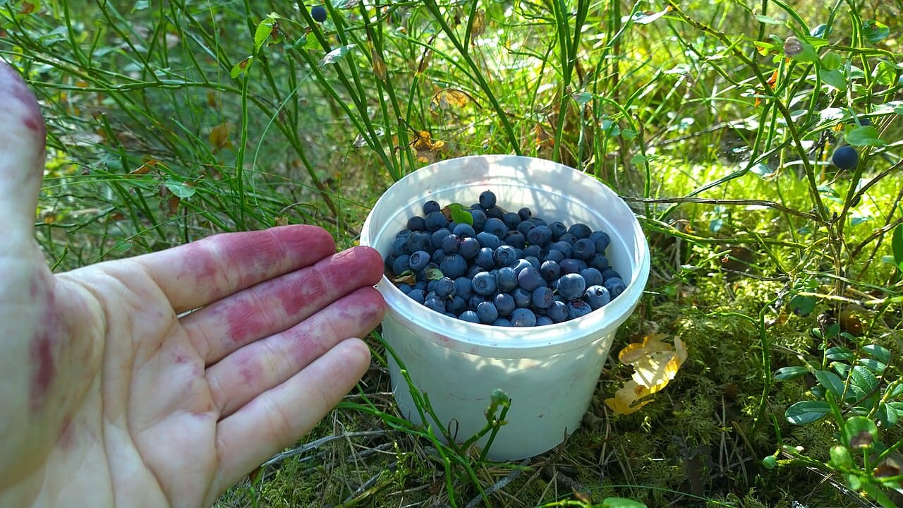 Blaubeeren_Obstpfluecker_Heidelbeerpfluecker_Beerenpfluecker_Beerenernte_Saisonarbeiter_Saisonarbeiterinnen_Saisonniers_Wanderarbeiter_Kritisches-Netzwerk