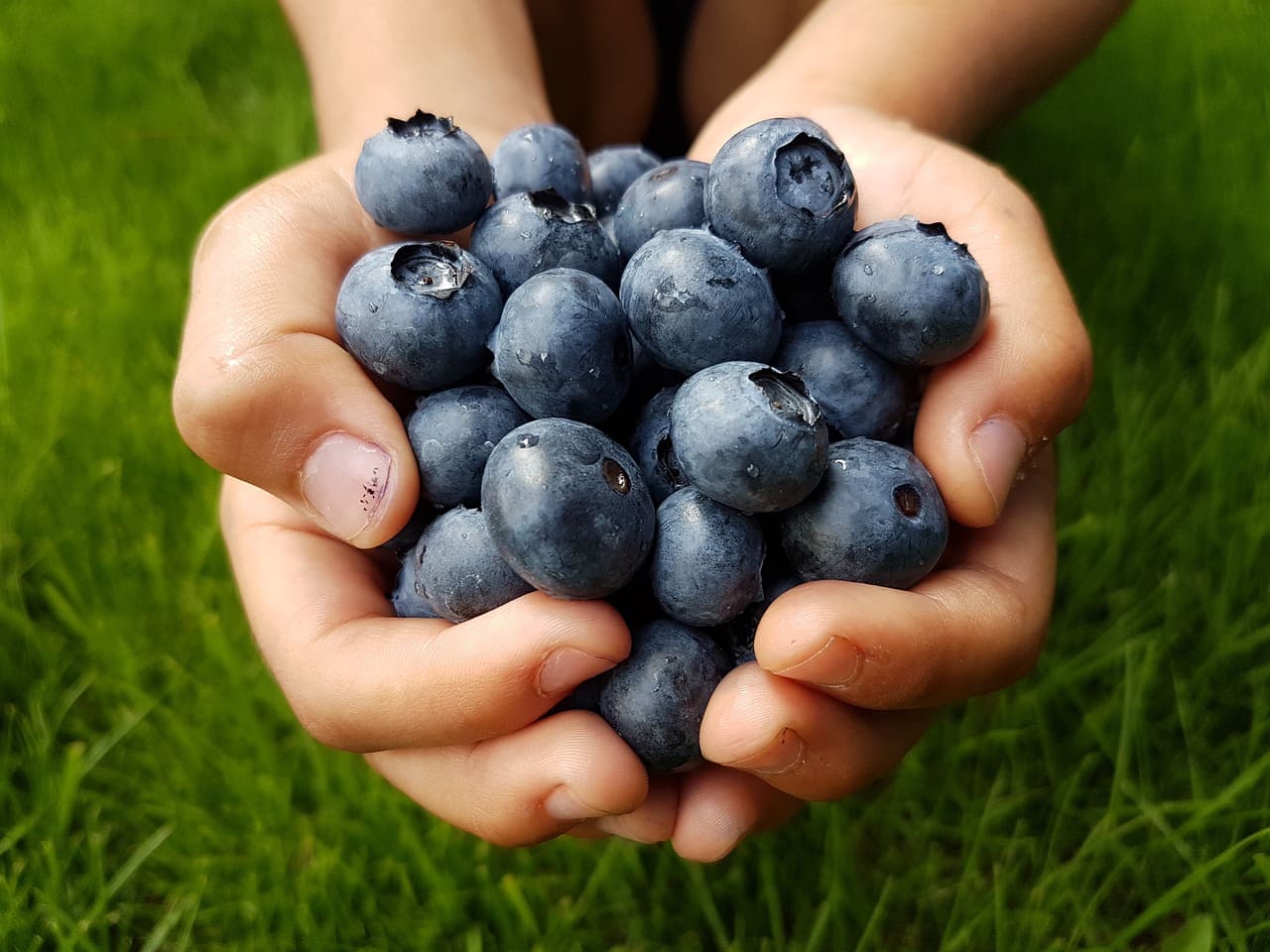 Blaubeeren_Schwarzbeeren_Waldbeeren_blueberries_Heidelbeeren_Heidelbeerfruechte_Heidelbeerenernte_Heilpflanze_Anthocyanidine_Kritisches-Netzwerk