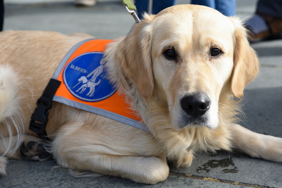 blindenhund_guide_dog_blindheit_sehbehinderung_blindengeld_behinderung_barrierefreiheit_behinderte_kritisches_netzwerk_behindertenpolitik_behindertenrechte_teilgabe_sozialgesetzbuch.jpg