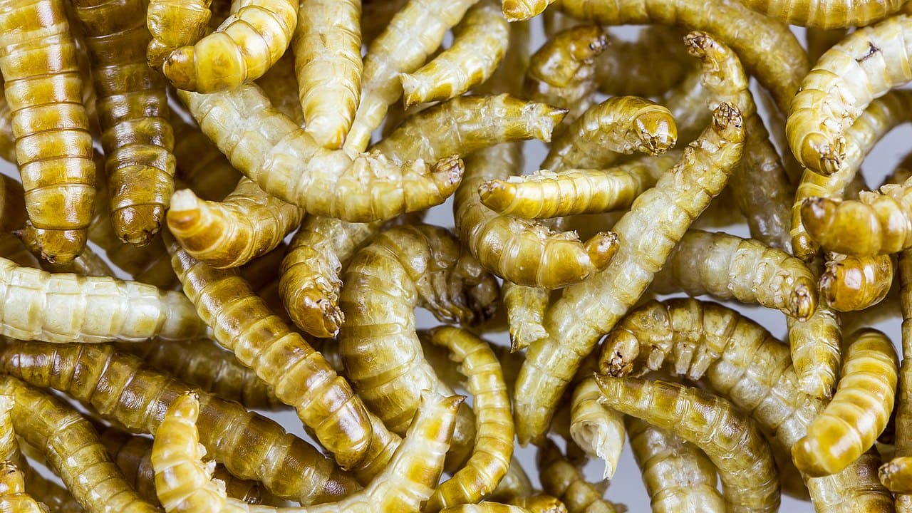 Buffalowuermer_Buffalowurm_Glaenzendschwarze_Getreideschimmelkaefer_Alphitobius_diaperinus_Lebensmittelzutat_Speiseinsekt_Zuchtinsekten_Kritisches-Netzwerk