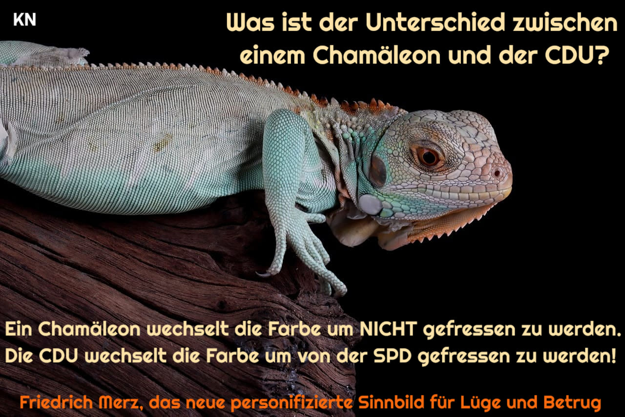Chamaeleon_Farbwechsel_CDU_SPD_Farbveraenderung_Stimmungsveraenderung_Anpassungsdruck_Koalitionsvereinbarung_Koalitionsvertrag_Opportunismus_Wandlungsfaehigkeit_Kritisches-Netzwerk