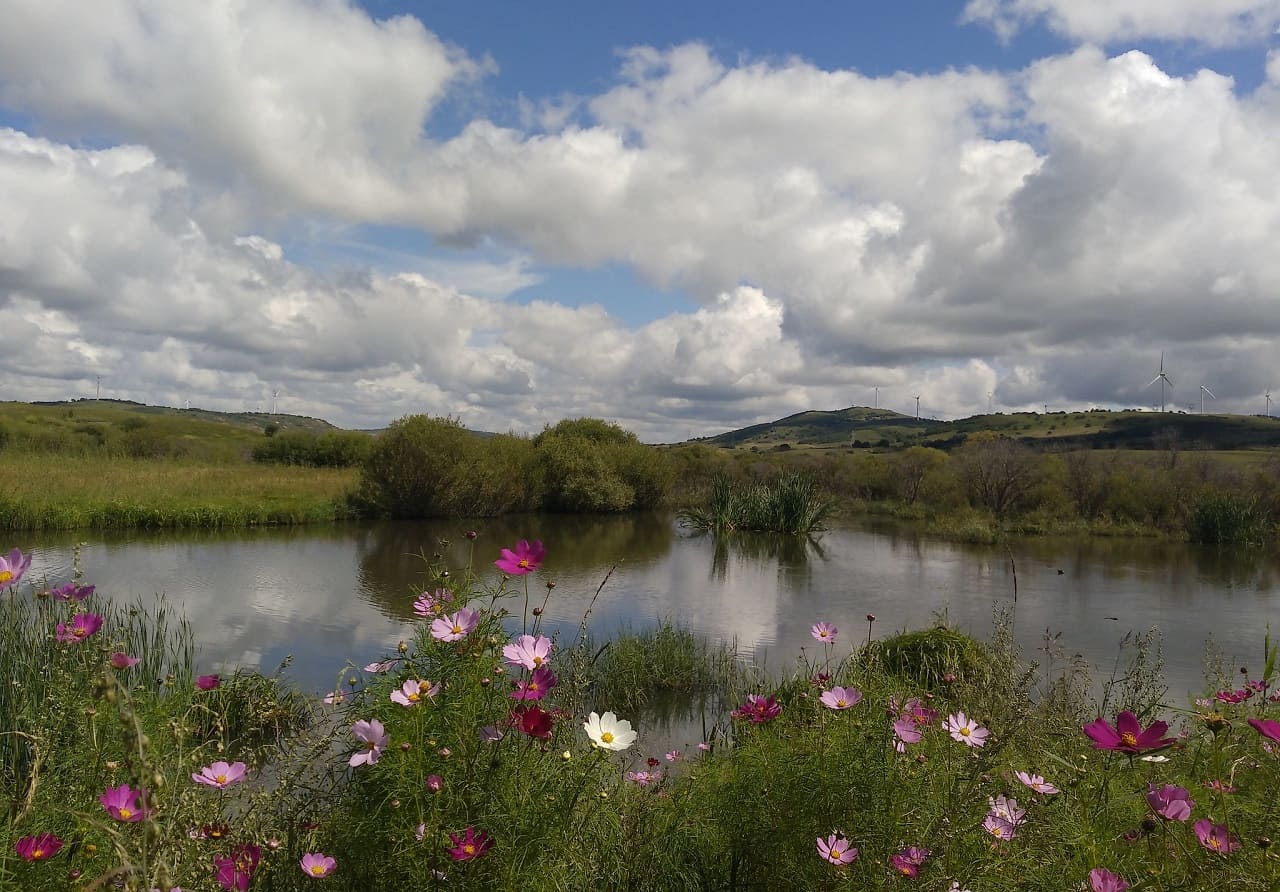China-Aufforstung-Windbrecher-Wiederaufforstung-Saihanba-National-Forest-Park-Kritisches-Netzwerk-Chinas-Gruene-Mauer-Reforestation-Desertifikation-Green-Legacy-Lung