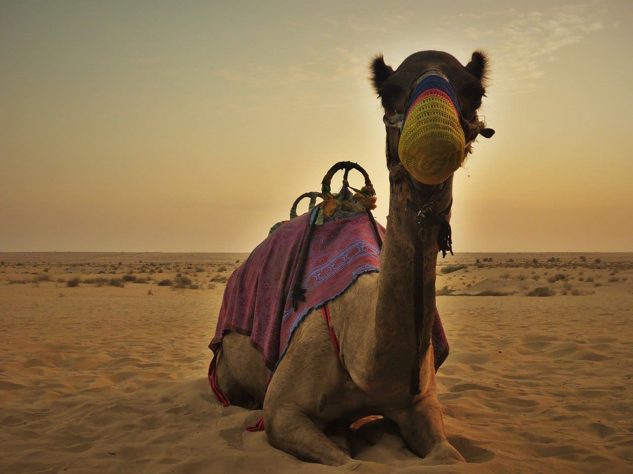 Dromedar-Wueste-Camelus-dromedarius-Einhoeckriges-Arabisches-Kamel-Camelidae-Kritisches-Netzwerk-Rueckenhoecker-Fettvorraete-Wasservorrat-Wasserspeicher