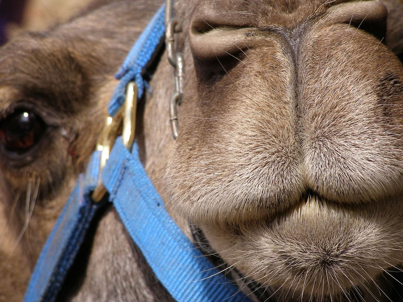 Dromedar_Dromedarzucht_Altweltkamele_einhoeckriges_zweihoeckriges_Kamel_Kamelhaltung_Kameliden_Kamelmelken_Kamelmilch_Kamelzucht_Grosskamele_Kritisches-Netzwerk