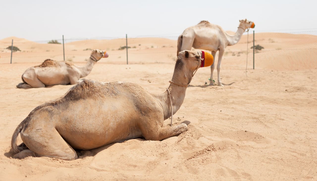 Dromedare-Kamele-Wueste-Camelus-dromedarius-Einhoeckriges-Arabisches-Kamel-Altweltkamele-Camelidae-Lasttier-Reittier-Kritisches-Netzwerk-Rueckenhoecker