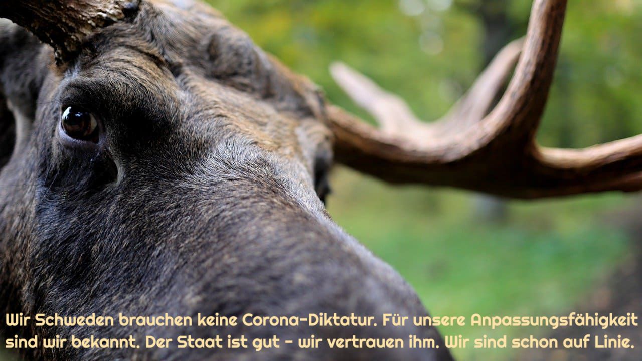 Elch_Elche_Elchbulle_Elchpopulation_Elchland_Elchjagd_Schweden_Sweden_Anpassungsfaehigkeit_Vaestergoetland_Hunneberg_Halleberg_Lappland_Kritisches-Netzwerk