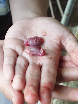 Ferkelkastration-Ferkel-Hoden-Ferkelhoden-Ferkelkastration-betaeubungslose-Kastration-Tierqualen-Tierleiden-Ebergeruch-Tierquaelerei-Isofluran-Kritisches-Netzwerk-Bauernlobby