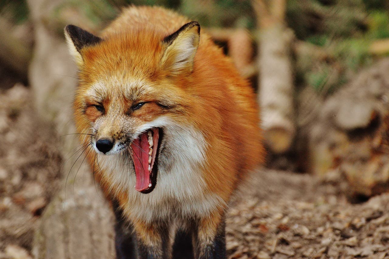Fuchs-Rotfuchs-Vulpes-vulpes-Kritisches-Netzwerk-Raubtier-Canidae-Fuechse-Huehnerstall