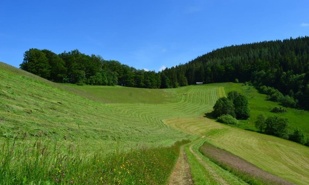 Fuermann_Alm_Oekolandbau_Irlberg_Anger_extensive_baeuerliche_Landwirtschaft_Gertraud_Angerpointner_Kritisches_Netzwerk_oekologischer_Anbau_Georg_Schorsch_Planthaler