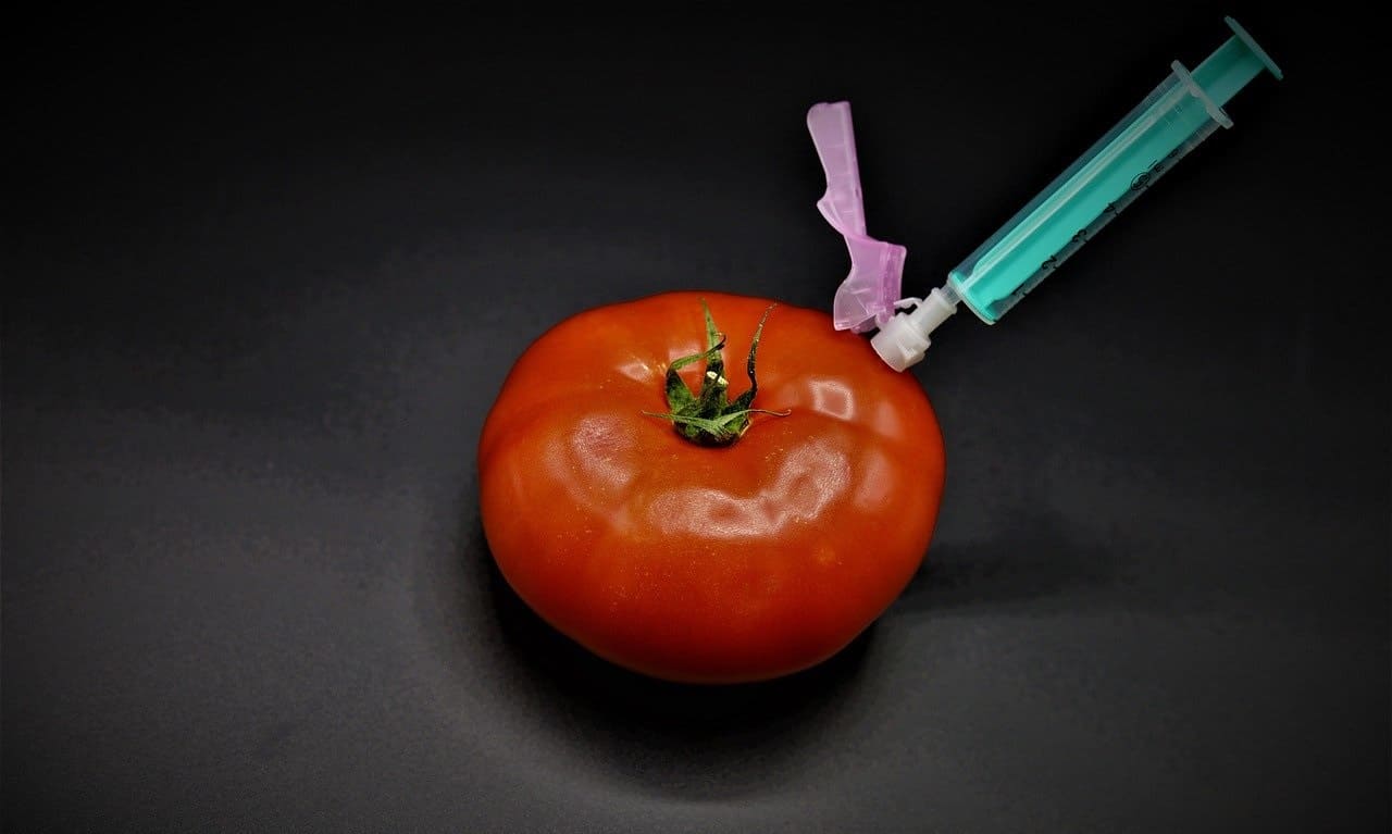 Gentechnische-veraenderte-manipulierte-Lebensmittel-Tomate-Neue-Gentechnik-gentechnikfreies-Saatgut-Gentechnikfreiheit-Kritisches-Netzwerk-Genmanipulation