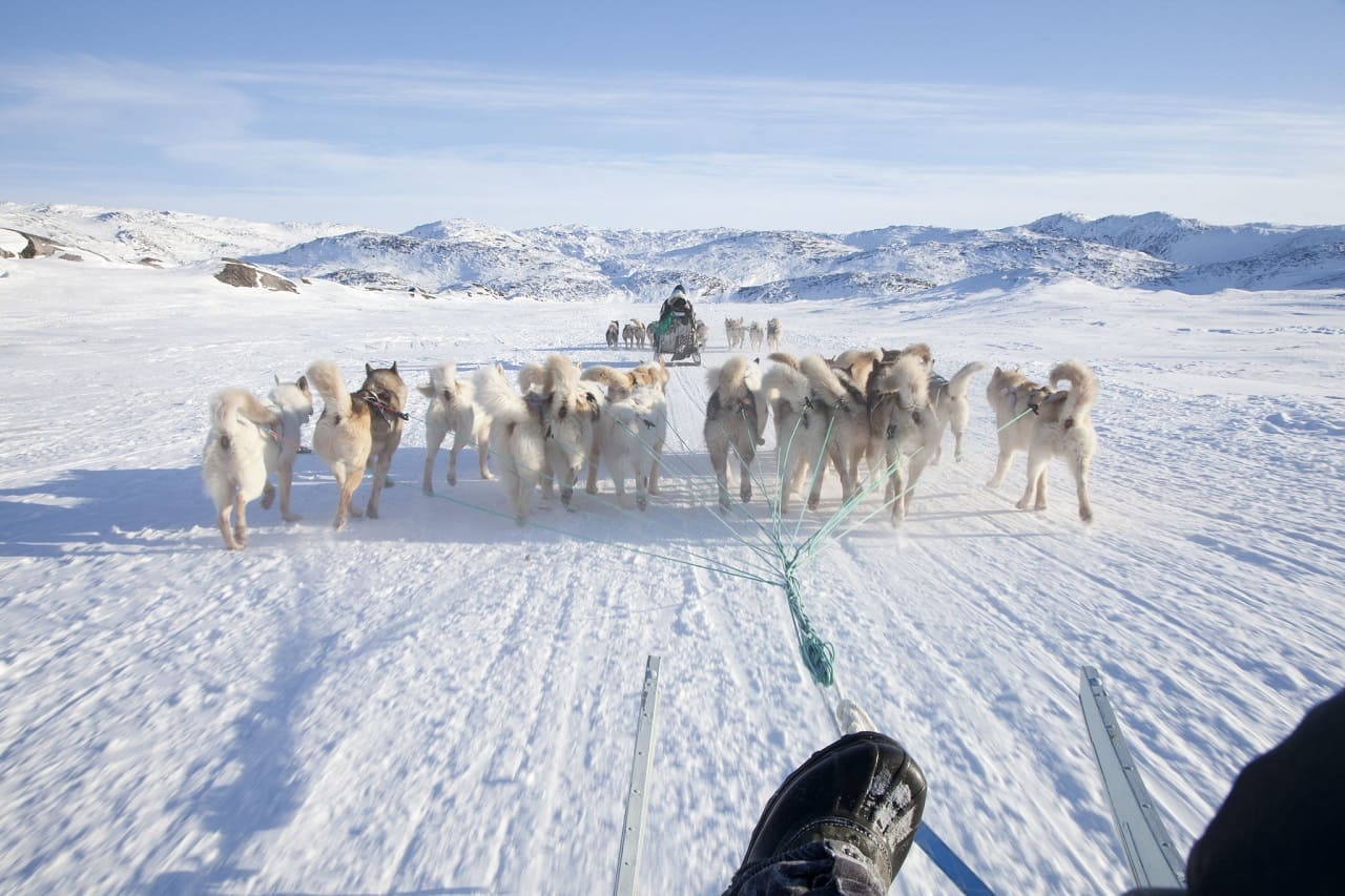 Groenland-Sirius-Schlittenpatrouille-Greenland-Kritisches-Netzwerk-Resolute-Dog-Sled-Patrol-Schlittenhunde-Sirius-Dog-Sled-Patrol-Slædepatruljen-Daenemark-Denmark