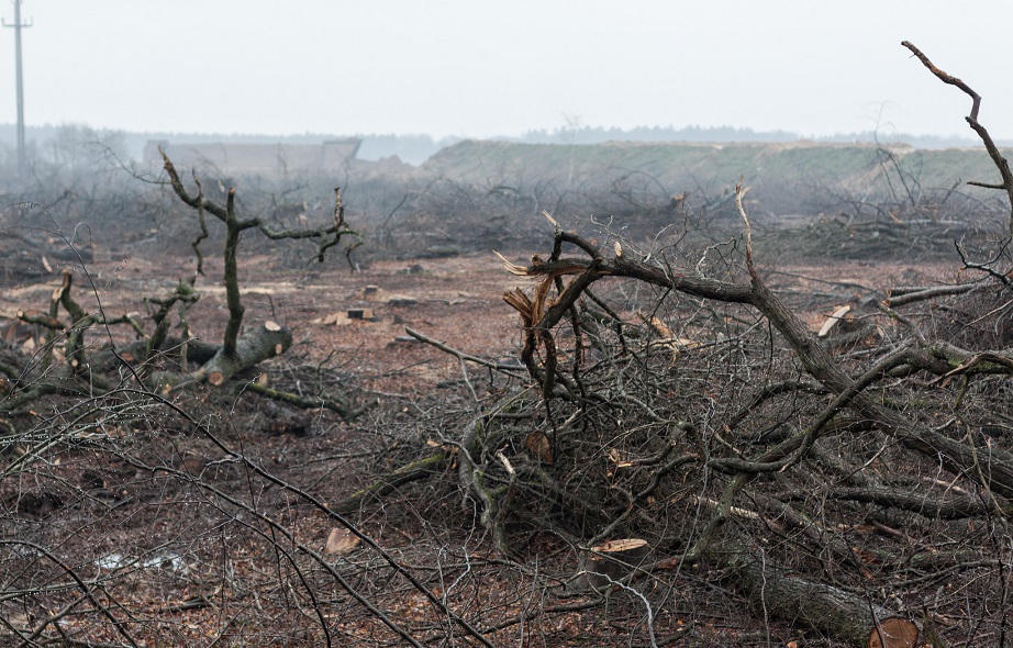 hambacher_forst_baumbestand_buergewald_waldrodung_flaechenrodung_waldschuetzer_waldspaziergang_oekosystem_zwangsenteignung_zwangsumsiedelung_kritisches_netzwerk.jpg