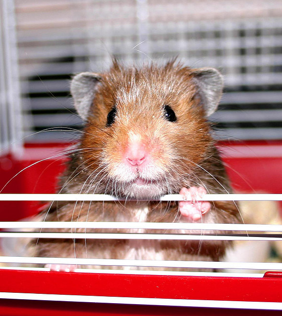 hamster_hamsterrad_goldmaster_hamsterzucht_hamsterfell_feldhamster_hamsterk...