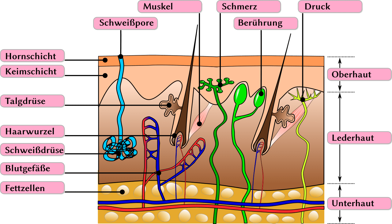 Haut-Oberhaut-Lederhaut-Unterhaut-Hornschicht-Epidermis-Schweissporen-Schmerzrezeptoren-Kritisches-Netzwerk-Nervenzellen-Oberflaechensensibilitaet-Rezeptoren