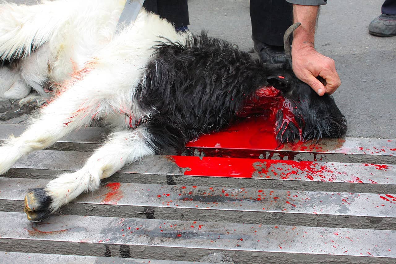Islamisches-Opferfest-Dhabihah-zabiha-ritual-slaughter-Eid-al-ul-Adha-Schaechten-Schaechtung-Schechita-Kritisches-Netzwerk-Haddsch-Hadsch-Tieropfer-Ausbluten-Koran-Islamic-tradition