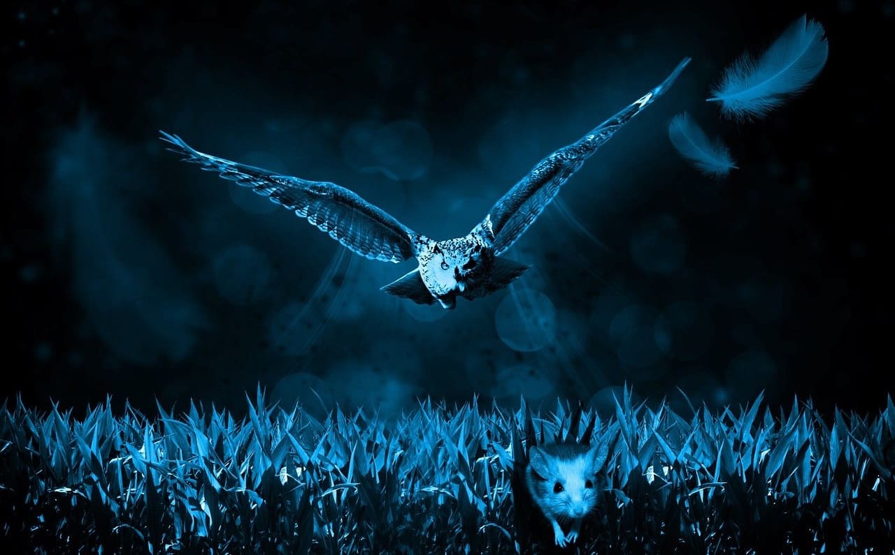 Jaeger-Gejagte-Beute-Lied-vom-Tod-Kritisches-Netzwerk-Systemverlierer-tumbe-Masse-Opferrolle-fressen-und-gefressen-werden-Erbarmungslosigkeit-Ueberlebenskampf