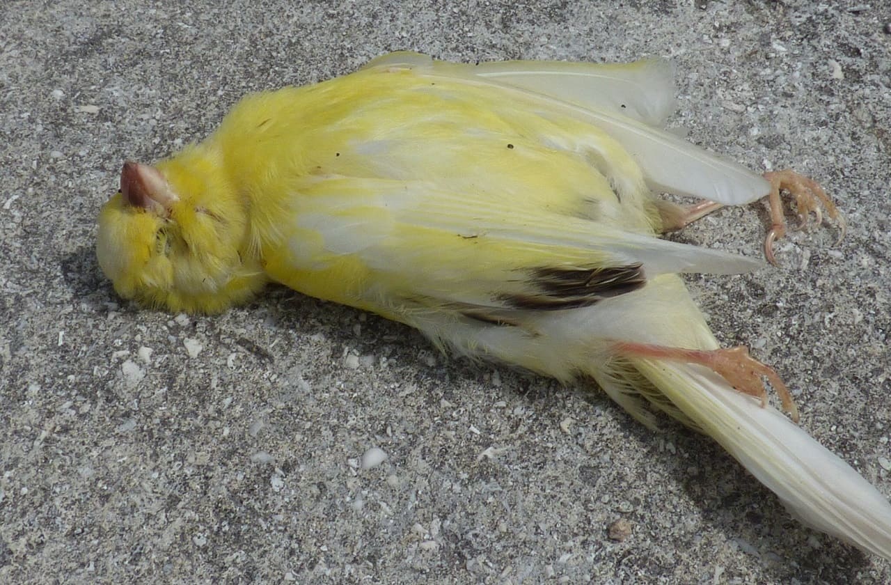 Kanarienvogel_Kanarie_Kanari_canary_Gesangskanarien_Kanariengelb_Kritisches-Netzwerk