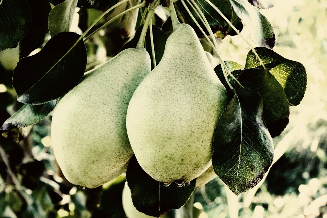 Katalanische-Birnen-peras-peres-de-Lleida-frutera-agredida-fruta-era-catalana-frutas-Sandra-Castro-Katalonien-Cataluna-Catalunya-Kritisches-Netzwerk-autonomia-Llibertat