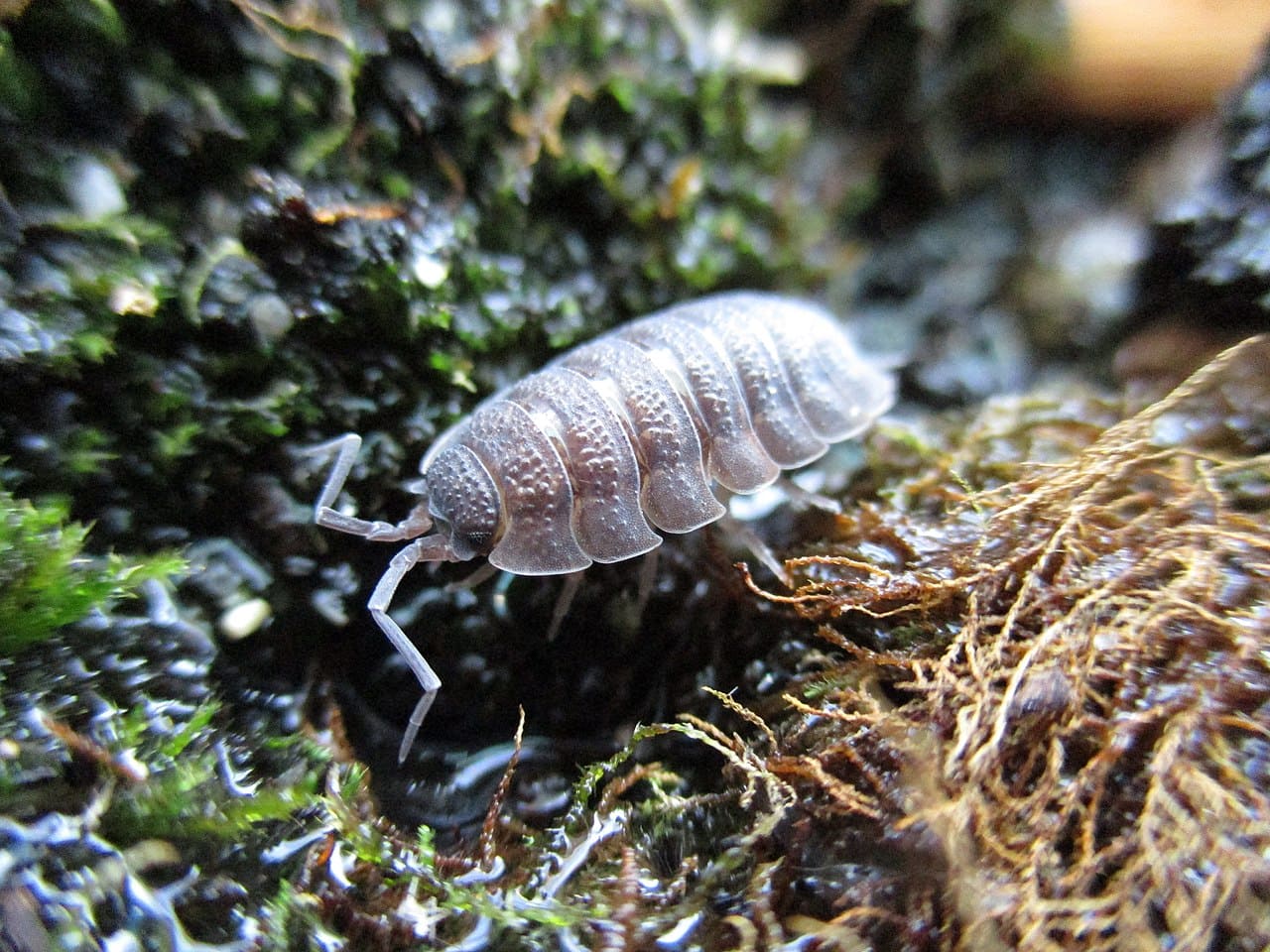 Kellerassel-Assel-Porcellio-scaber-Landasseln-Oniscidea-Pseudotracheen-Kritisches-Netzwerk-rough-woodlouse