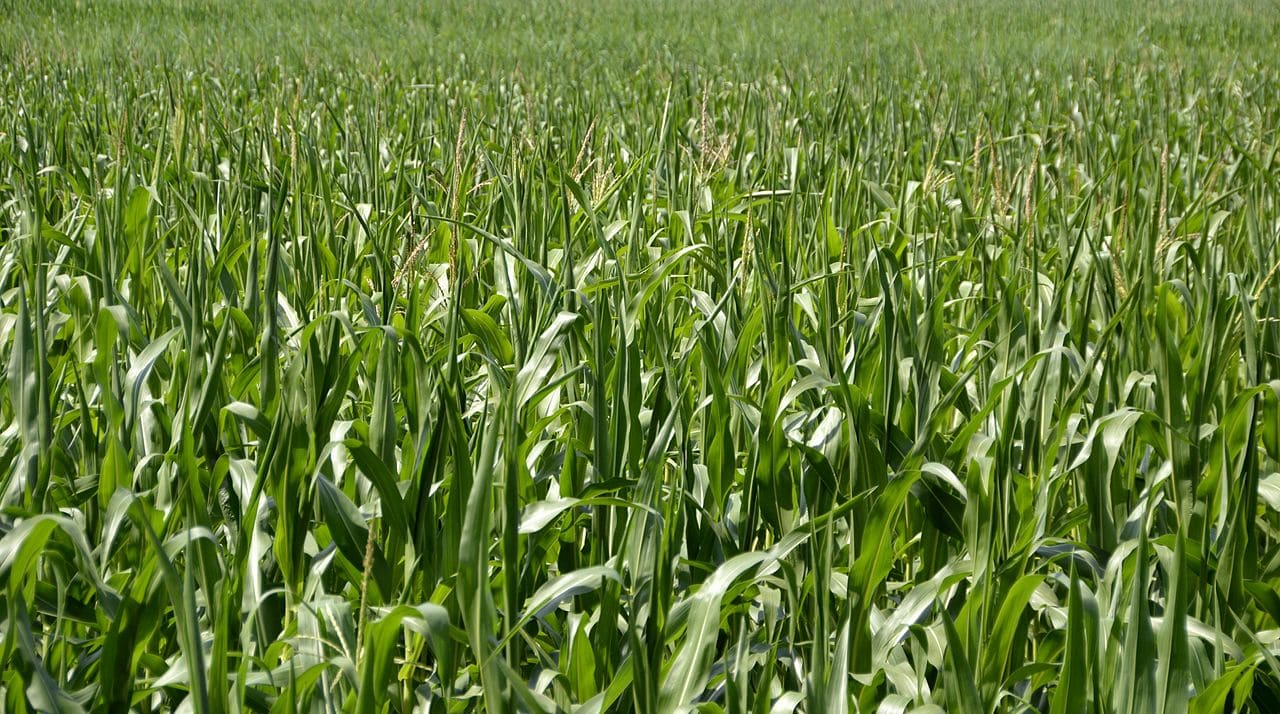 Maisfeld_Vermaisung_Maize_field_Monokultur_Monokulturen_intensive_Landwirtschaft_Kritisches_Netzwerk_Monsanto_monocultures_Kunstduengereinsatz_Flaechenfoerderung