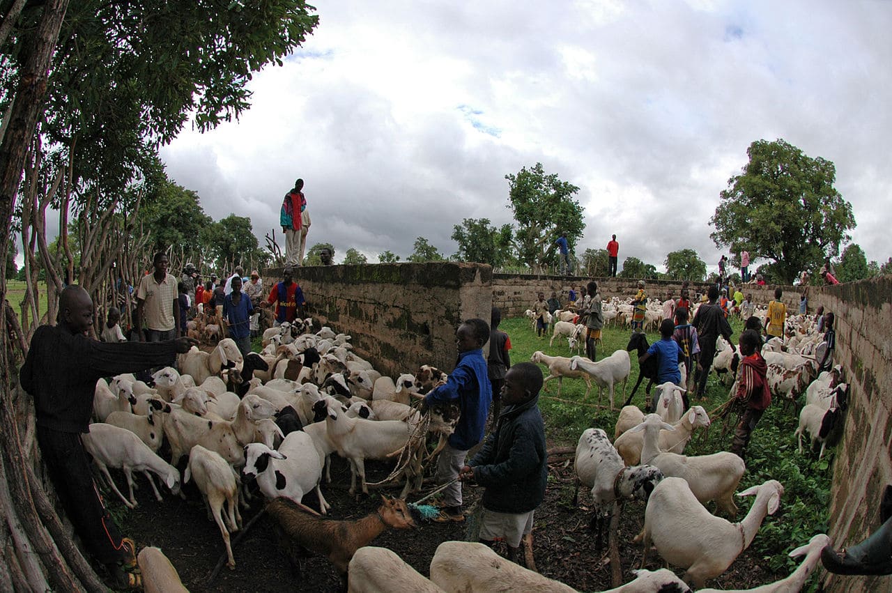 Mali-BAMAKO-Mali-Malian-herders-funnel-sheep-goats-Bamako-Ziegenherde-Schafeherde-Westafrika-Maghreb-Sahelzone-Afrika-Subsahara-Kritisches-Netzwerk-Tuareg