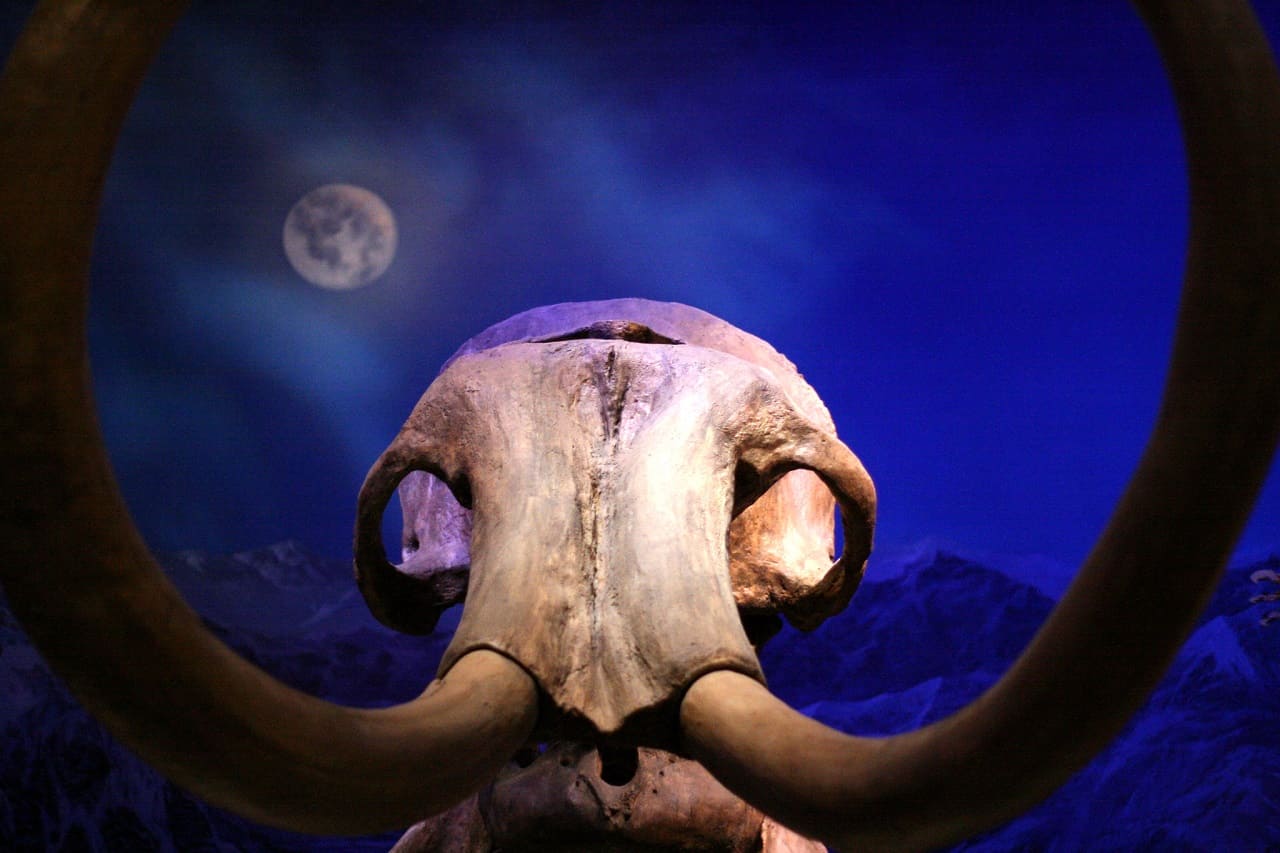 Mammut-Mammoth-skeleton-Mammutskelet-Mammute-Mammuthus-Mammuts-Kritisches-Netzwerk-Wollhaarmammut-Royal-Tyrell-Museum-Drumheller-Alberta 