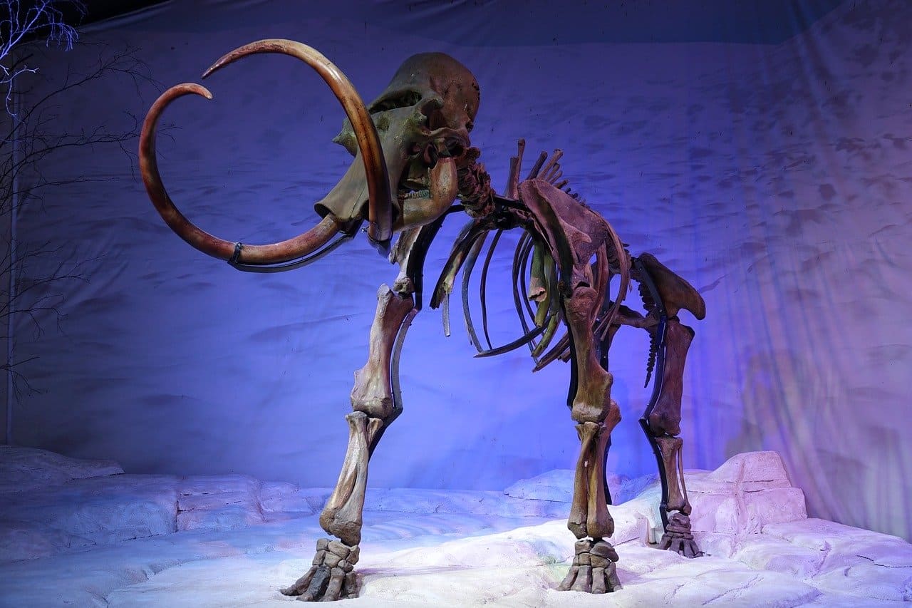 Mammut-Mammutskelett-mammoth-skeleton-Mammute-Mammuthus-primigenius-Mammuts-Kritisches-Netzwerk-Wollhaarmammut-Wollmammut-Fellmammut