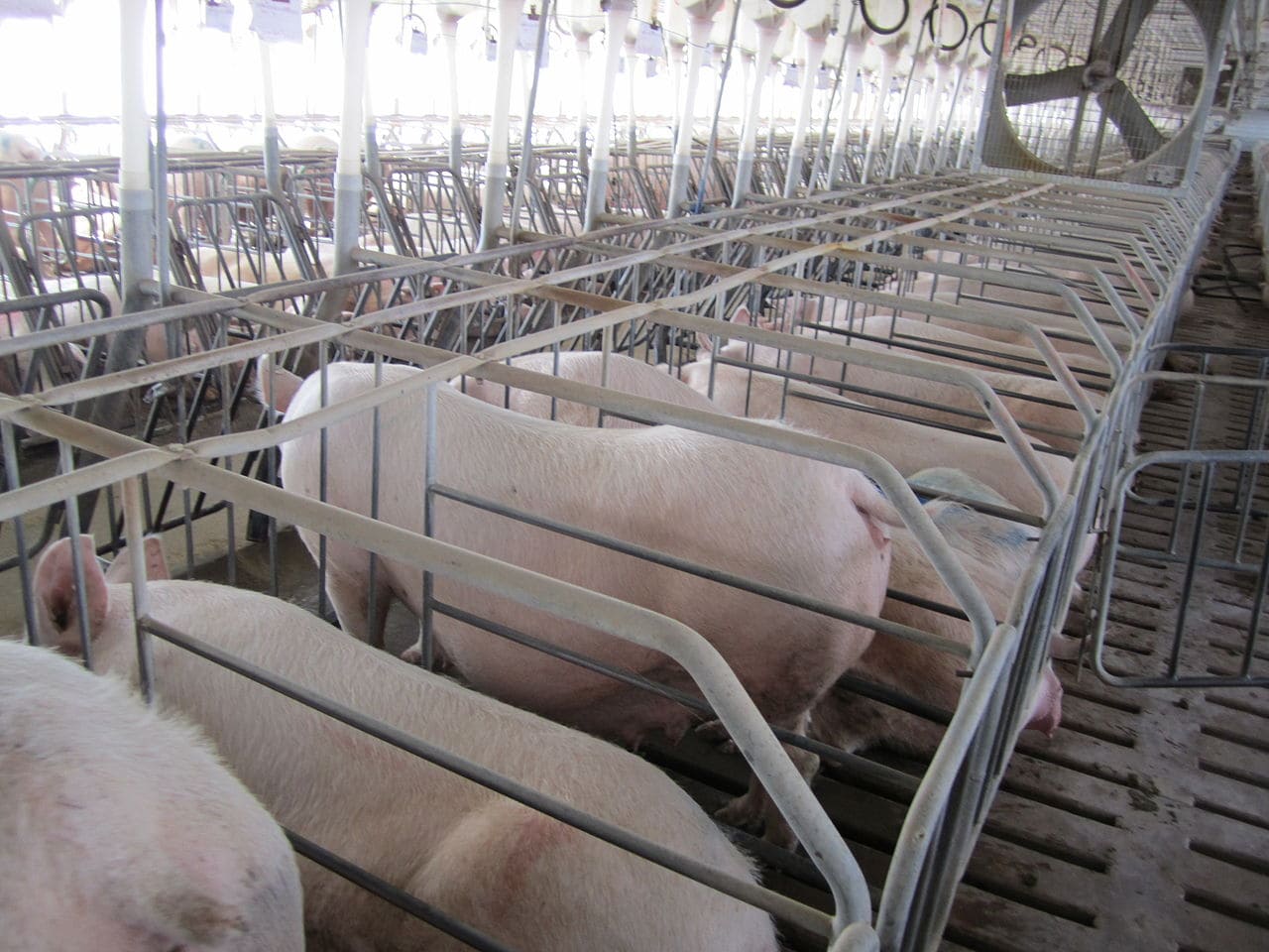 Massentierhaltung_Kastenstand_Kastenstaende_Schweineproduktion_Intensivtierhaltung_Schweinezuchtbetriebe_Schweinezuechter_Gestation_crates_Kritisches_Netzwerk_Schweinehaltung_Hausschweine