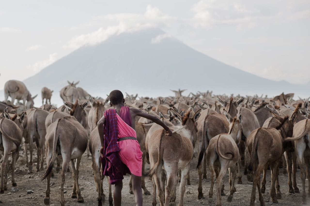 Maultiere-Ol-Doinyo-Lengai-Lake-Natron-Afrika-Rift-Valley-Massai-Staemme-Ngare-Sero-Schlucht-Bettlerkontinent-Kritisches-Netzwerk-Entwicklungshelfer-Entwicklungshilfe 