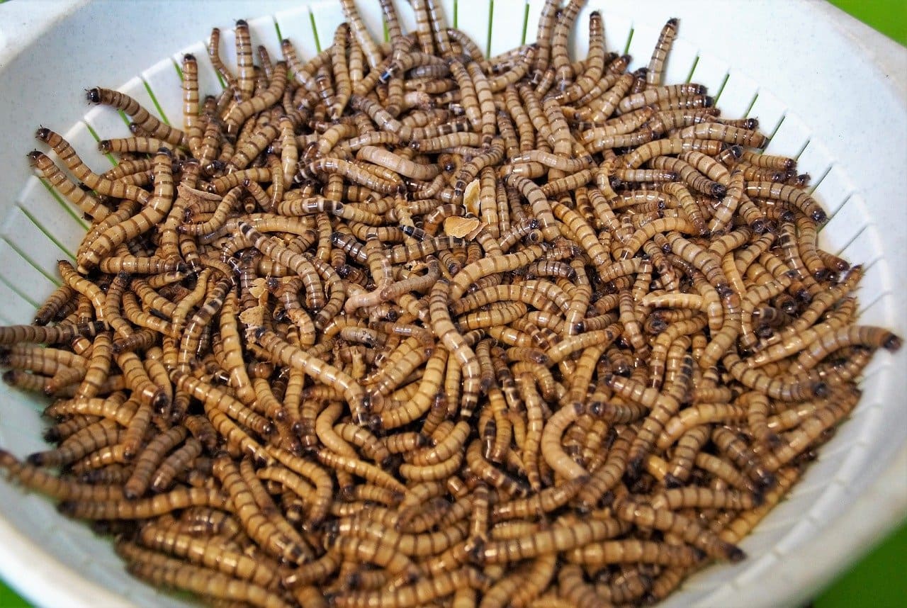 Mealworms-Mehlwuermer-Wuermer-Speiseinsekten-neuartige-Lebensmittel-Novel-Food-Kritisches-Netzwerk-essbare-Insekten-naehrstoffreich-Protein-Omega-3-Fettsaeuren