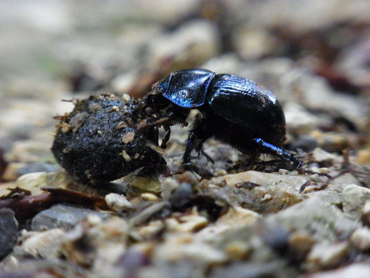 Mistkaefer-Geotrupidae-Scarabaeoidea-Bullenweide-Dung-Mistkugel-Weidemist-Kuhmist-Tierdung-Kritisches-Netzwerk-dung-beetles