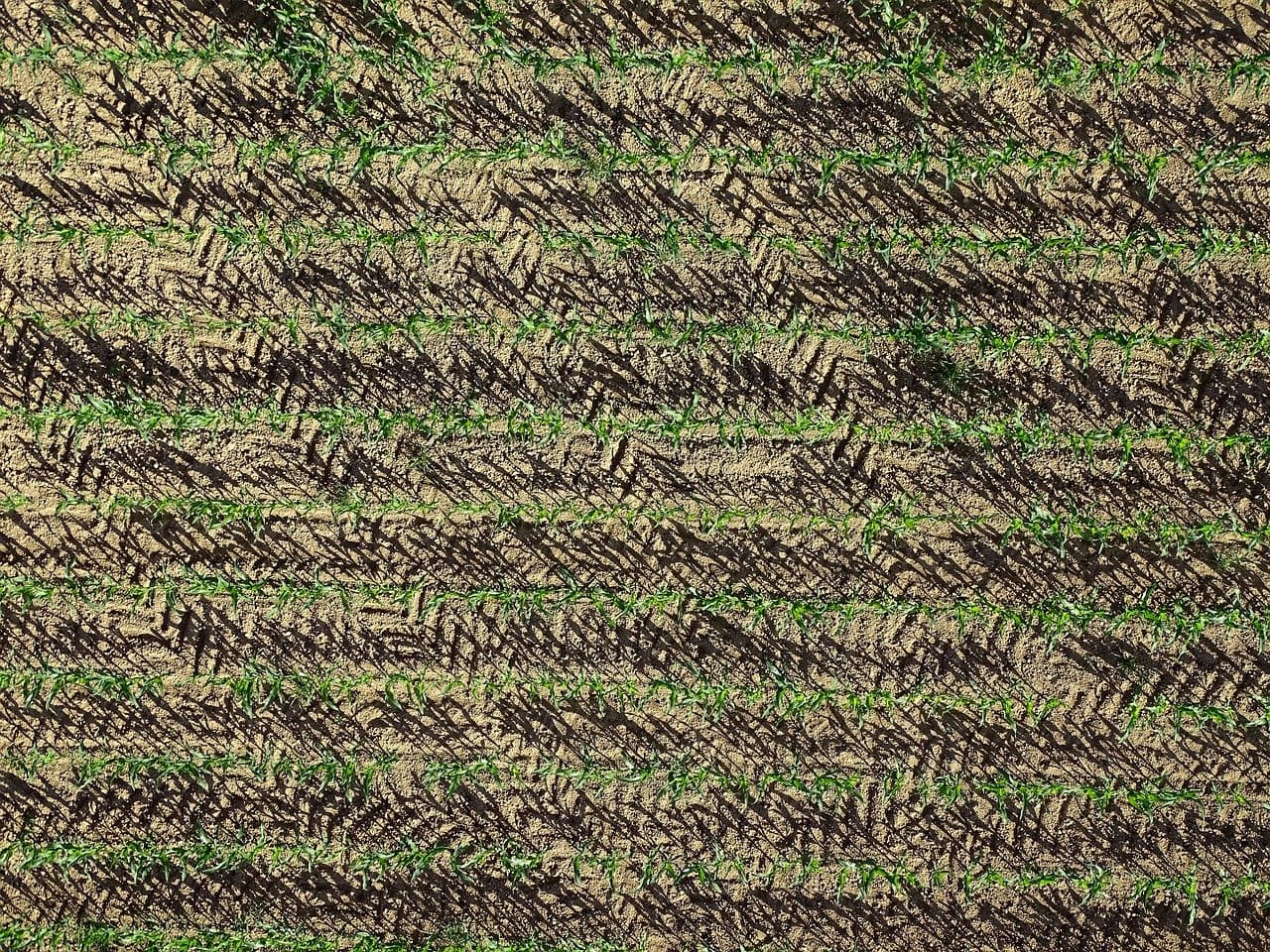 Monokultur-Bodenausbeutung-Bodenerosion-Bodensterben-Bodenvergiftung-Bodenzerstoerung-Pestizideinsatz-Landwirtschaft-Kritisches-Netzwerk-Agrarindustrie