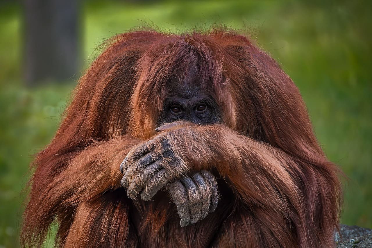 Orang-Utan-Hominidae-Menschenaffe-Menschenaffenart-Menschenaehnlichkeit-menschliches-Verhalten-Sumatra-Borneo-97-Prozent-DNA-Ueberschneidung-Kritisches-Netzwerk