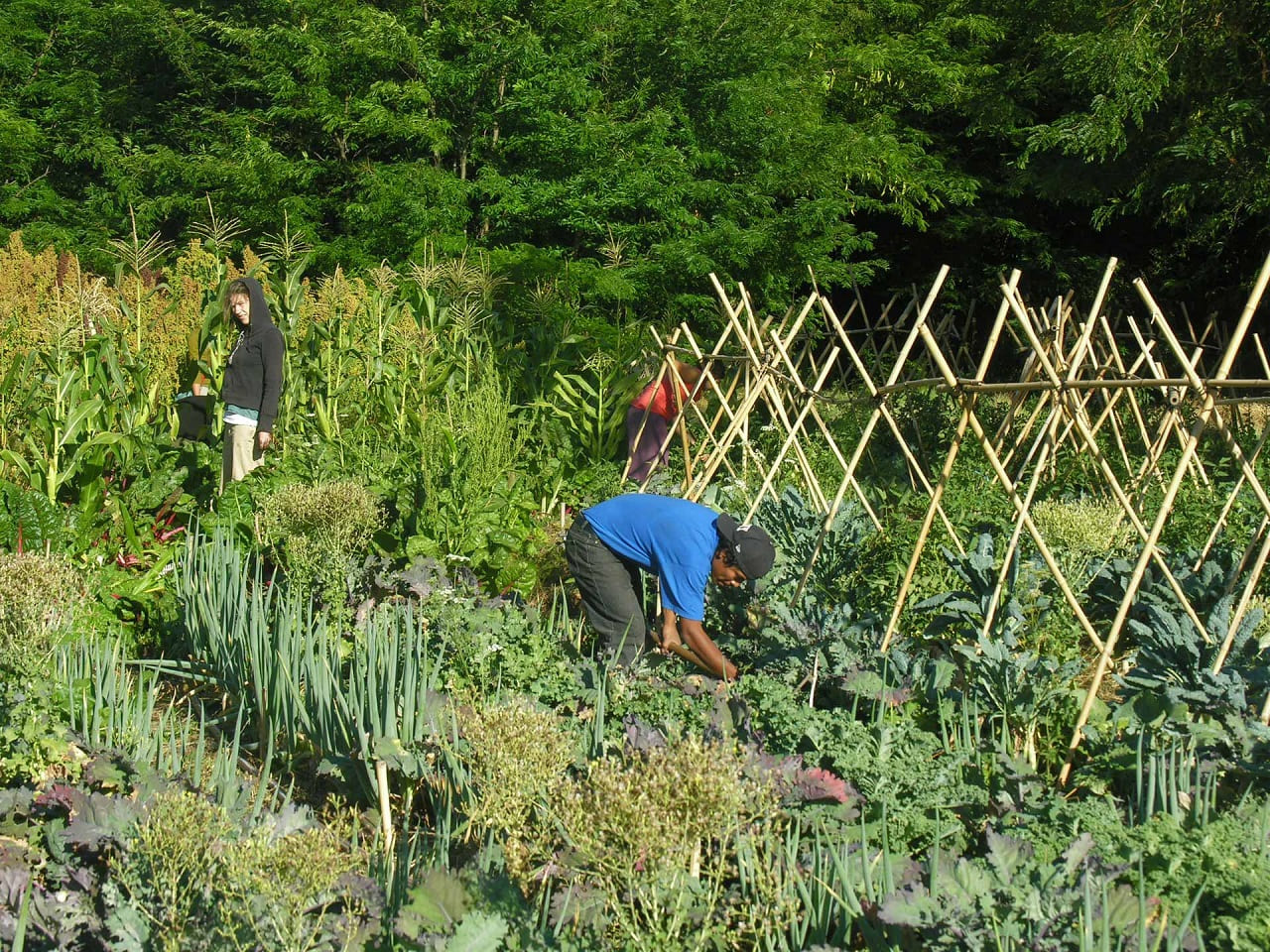 Permakultur-agro-oekologische-Systeme-Artenvielfalt-Biodiversitaet-permanent-agriculture-Permaculture-Kritisches-Netzwerk-korporative-Landwirtschaft-Selbstversorgung
