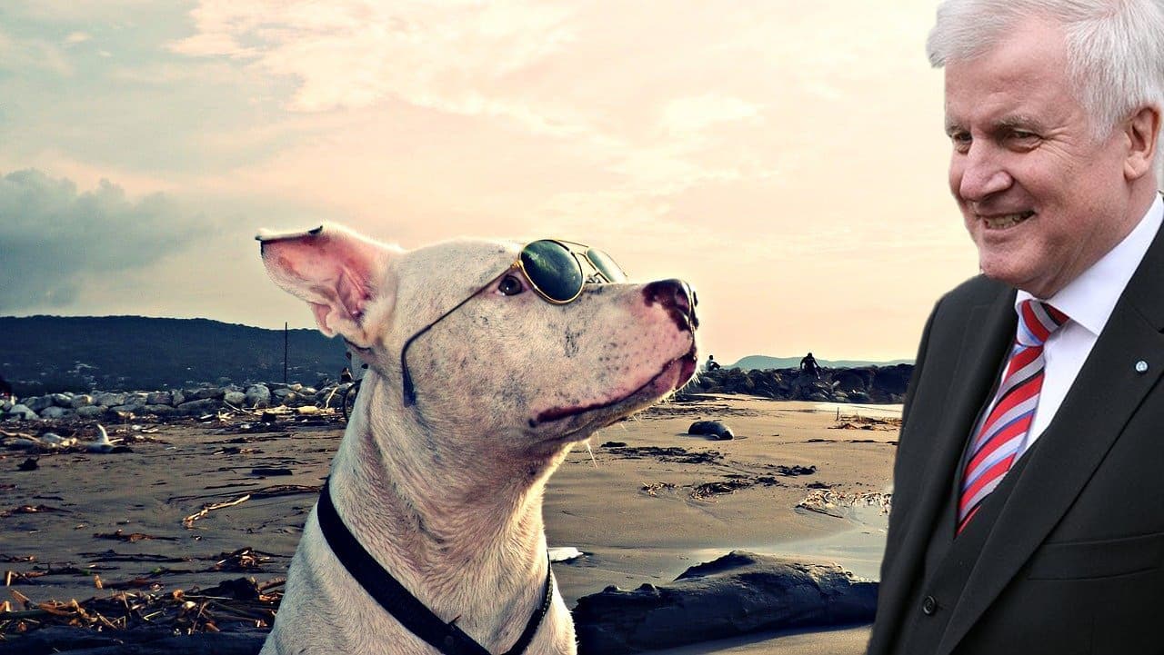 Pitbull-Horst-Seehofer-American-Pit-Bull-Terrier-APBT-Kampfwille-Kritisches-Netzwerk-Thomas-Haldenwang-Geheimdienst-Schueffelstaat