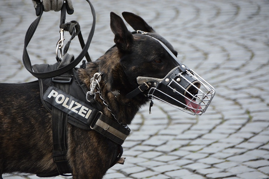 polizeihund_diensthund_maulkorb_gebrauchshund_polizei_zoll_schnueffelprogramm_polizeigewalt_polizeibrutalitaet_bundespolizei_kritisches_netzwerk_sprengstoffspuerhund_terrorismus.jpg