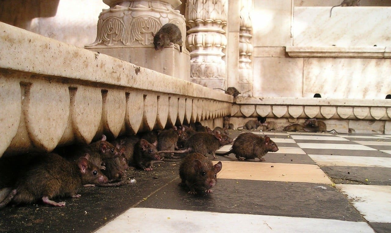 Ratte-Ratten-Rattentempel-Pest-Yersinia-pestis-Kritisches-Netzwerk-Bakterien-Bakterium-antike-Seuche-rattus-Krankheitserreger-Byzantinisches-Reich-Schwarzer-Tod