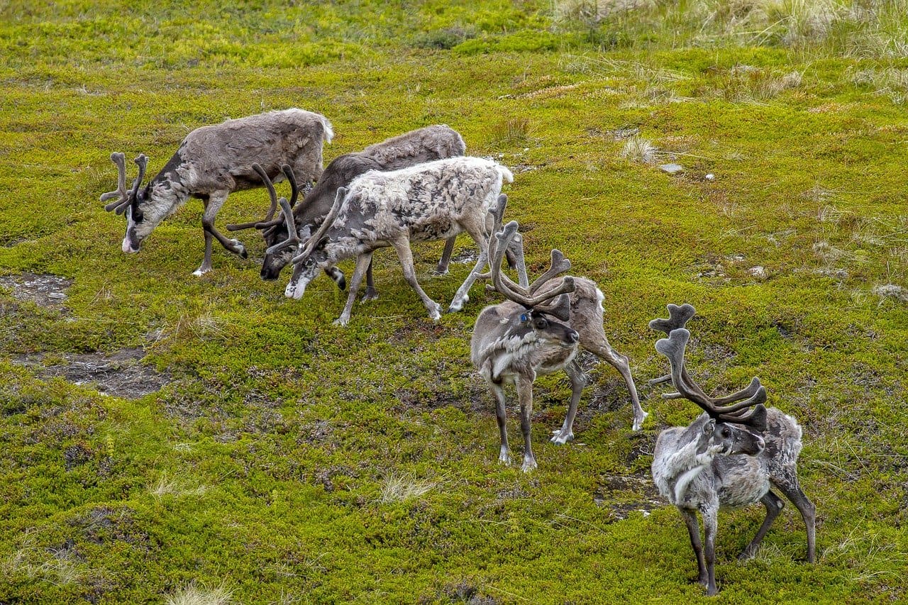 Rentiere_Renherde_Rentierhaltung_reindeer_Lappland_Schweden_Moorboeden_Biotope_Kebnekaise_Fennoskandinavien_Fennoscandia_Samen_Kritisches-Netzwerk