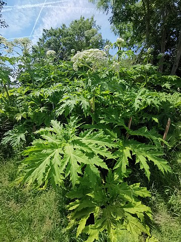 Riesen-Baerenklau-Riesenbaerenklau-Baerenkralle-Herkulesstaude-Herkuleskraut-Giftpflanze-Unkraut-Neophyt-Kritisches-Netzwerk-Heracleum-mantegazzianum