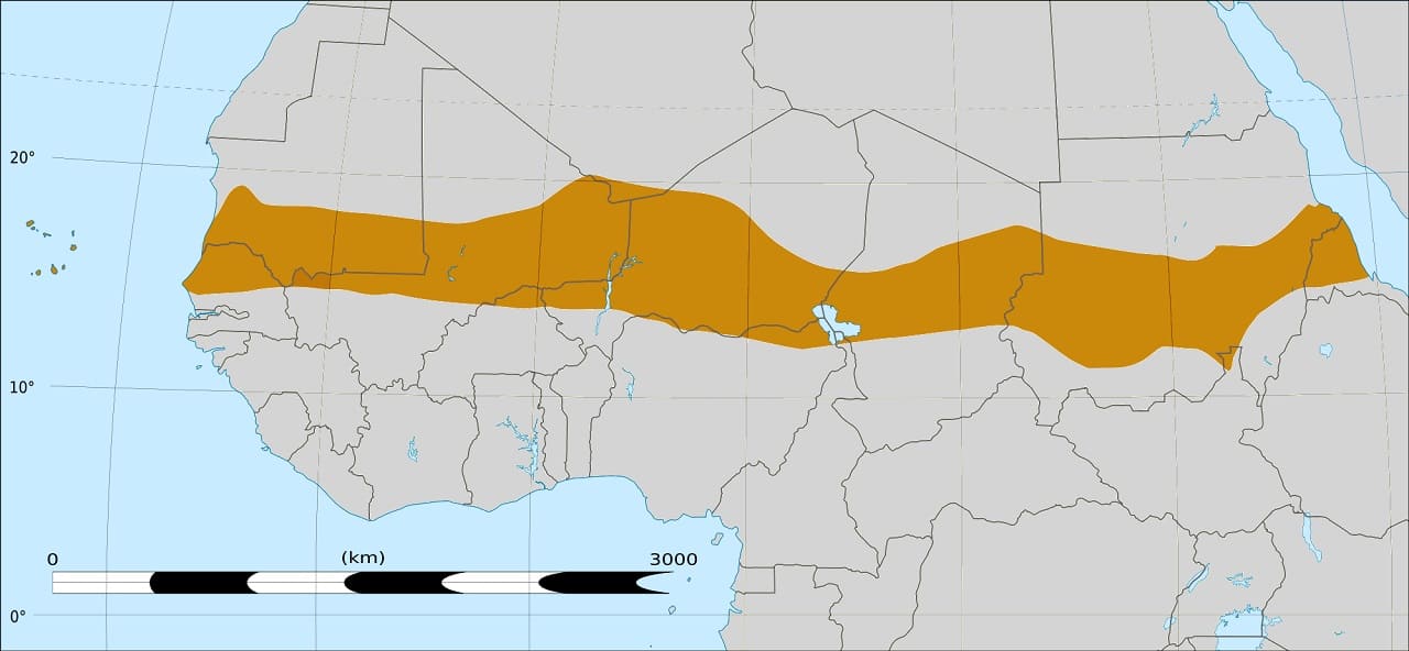 Sahelzone-Sahel-Afrika-semiaride-Uebergangszone-Wueste-Sahara-Feuchtsavanne-Mali-Sudan-Kritisches-Netzwerk-Duerren-Hungersnoete-Hirseanbau-Timbuktu-Bamako