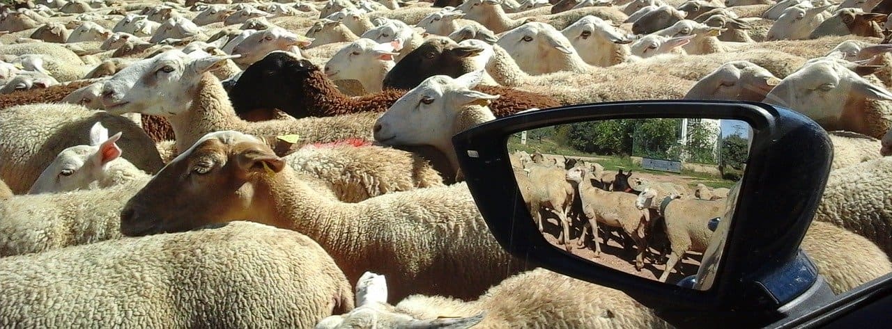 Schafe-7-Auto-Herdentrieb-Leithammel-Schwarmintelligenz-Kritisches-Netzwerk-Hammelherde-Schlachtbank-Schaffleisch-Umweltschafe-Schoepsenfleisch-Biofleisch-Wiederkaeuer