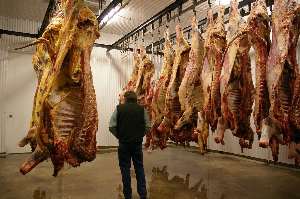 schlachtrinder_abhaengen_rindfleisch_rindfleischetikettierung_rindfleischklassifizierung_rinderschlachtkoerper_tierkoerperhaelften_slaughterhouse_slaughtering_kritisches_netzwerk_fleischatlas.jpg