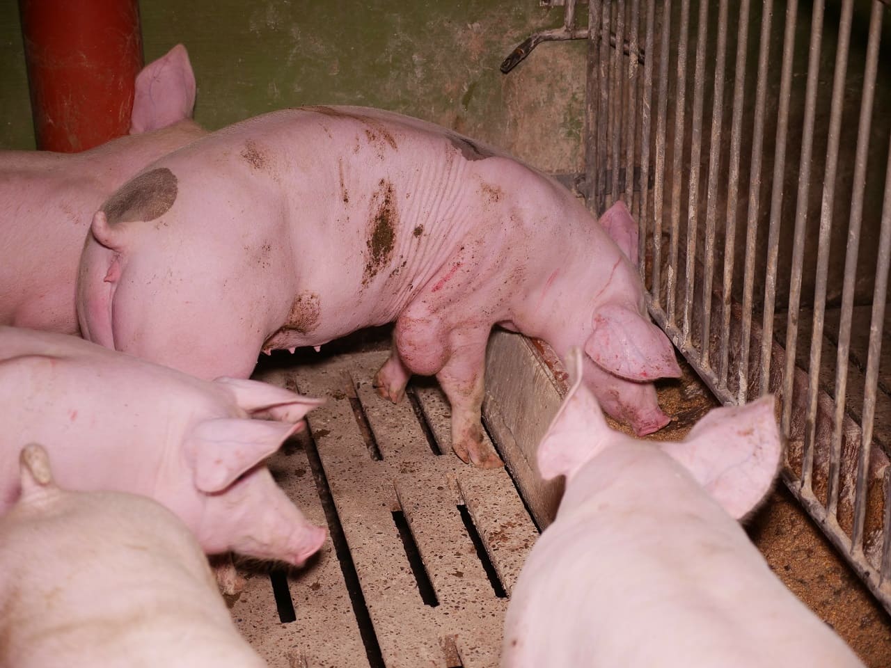 Schweine-2-Faekalien-Schweinekrankheiten-Schweinekot-Schweinequaelere-Schweinestaelle-Kritisches-Netzwerk-Vollspaltenboden-Vollspaltenboeden-Mastschweine-VGT