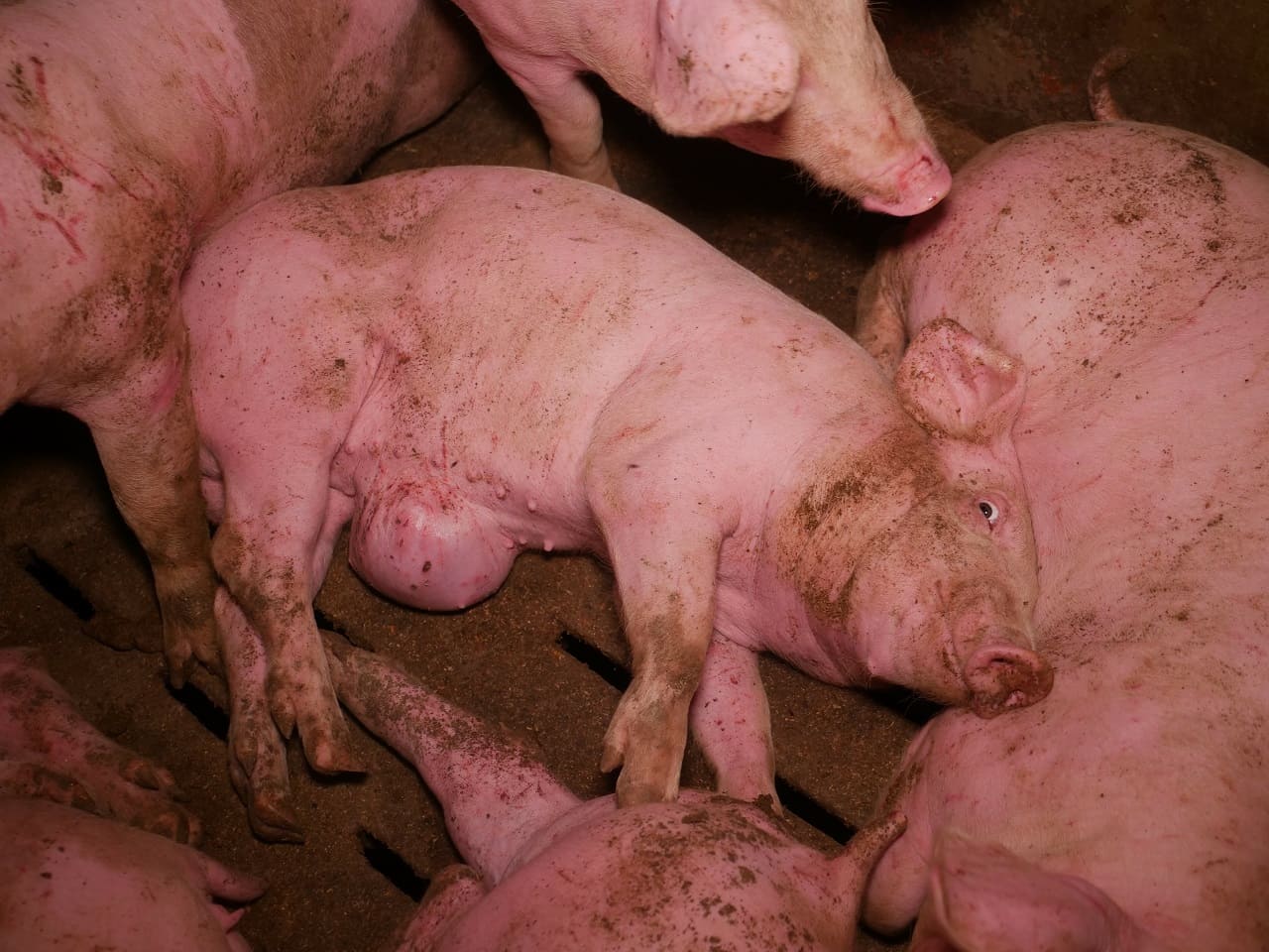 Schweine-3-Hautschwielen-Tierleid-Tierqual-Tierquaelerei-Schweinekrankheiten-Kotplatz-Ohrenbeissen-blutige-Wunden-Schweinequaelerei-Kritisches-Netzwerk-Qualstaelle